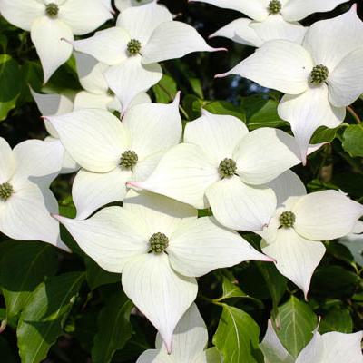 CORNUS KOUSA CHINENSIS