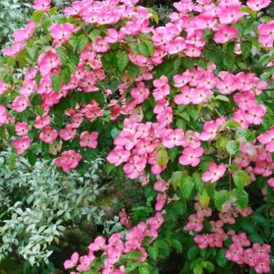 CORNUS KOUSA SATOMI