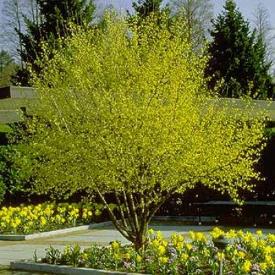 CORNUS MAS