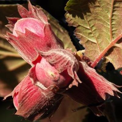 CORYLUS ROUGE DE ZELLER