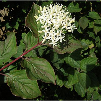 CORNUS SANGUINEA