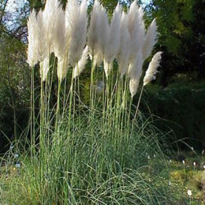 CORTADERIA SELLOANA