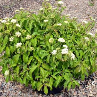 CORNUS ST. KELSEY'S DWARF