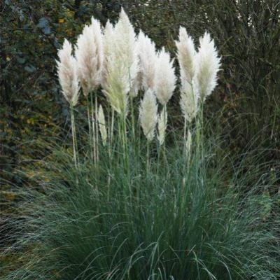 CORTADERIA SELL. PUMILA