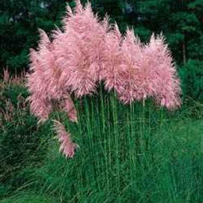 CORTADERIA SELLOANA ROSEA