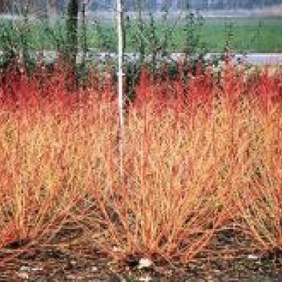 CORNUS SANG. WINTER BEAUTY