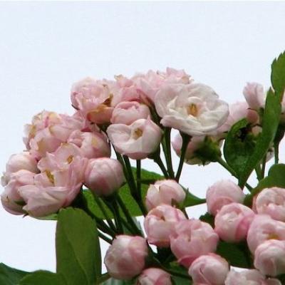 CRATAEGUS M. TOBA