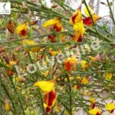 CYTISUS ANDRE. SPLENDENS