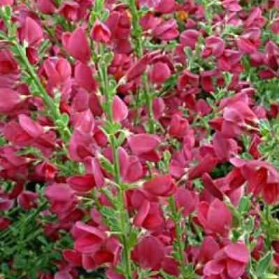 CYTISUS BOSKOOP RUBY