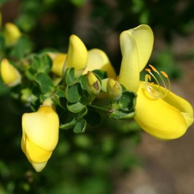 CYTISUS LUNA