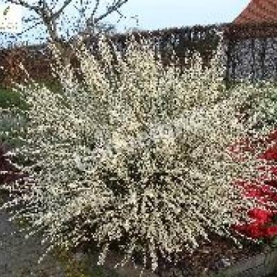 CYTISUS PR. ALBUS