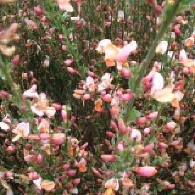 CYTISUS ZEELANDIA