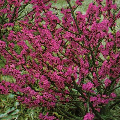 DAPHNE MEZE. GRANDIFLORA