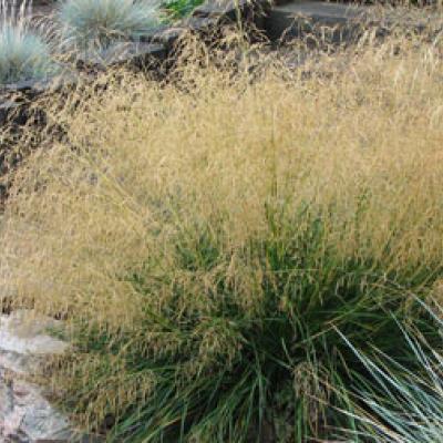 DESCHAMPSIA CESPITOSA