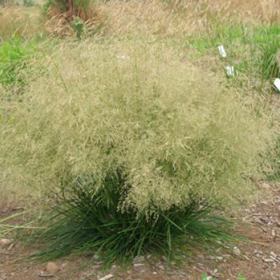 DESCHAMPSIA CESP. GOLDTAU