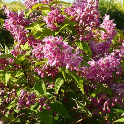 DEUTZIA PERLE ROSE