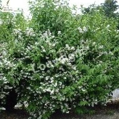 DEUTZIA SCABRA PLENA
