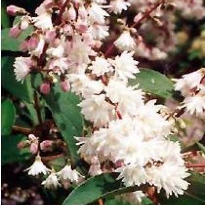 DEUTZIA S. PRIDE OF ROCHESTER