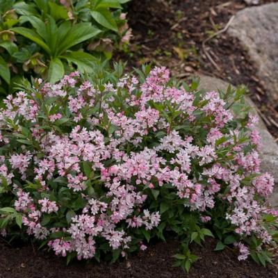 DEUTZIA Y. CHERRY BLOSSOM®