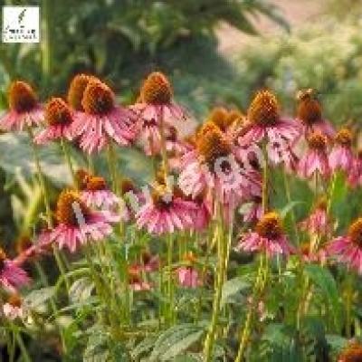 ECHINACEA PURPUREA  (RUDBEKIA)