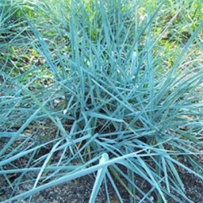 ELYMUS ARENARIUS