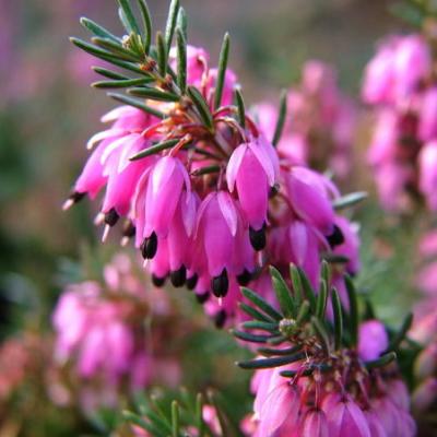 ERICA CARNEA