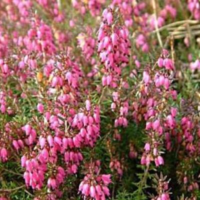 ERICA CARNEA CHALLENGER