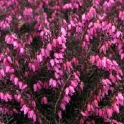 ERICA CARNEA DECEMBER RED