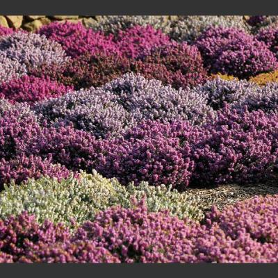 ERICA CARNEA VARIEE