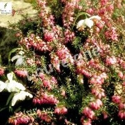 ERICA CARNEA WINTER FREUDE