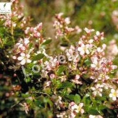 ESCALLONIA DONARD SEEDLING