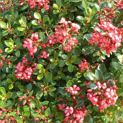 ESCALLONIA  RED DREAM