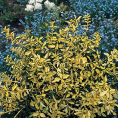 EUONYMUS FORT. BLONDY®