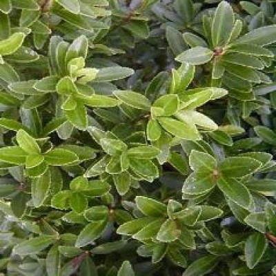 EUONYMUS JAP. MICROPHYLLUS