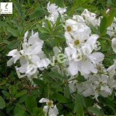 EXOCHORDA MACR. THE BRIDE