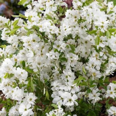 EXOCHORDA RAC. NIAGARA