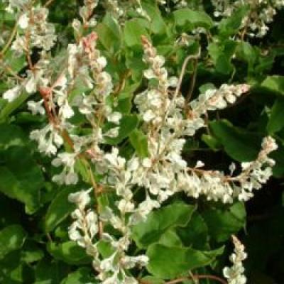 FALLOPIA AUBERTII (POLYGONUM)