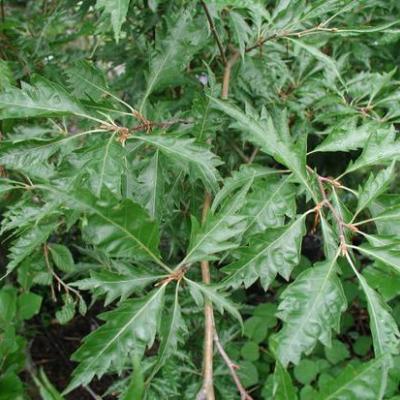 FAGUS SYLV. ASPLENIIFOLIA