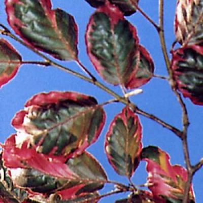 FAGUS SYLV. PURPUREA TRICOLOR