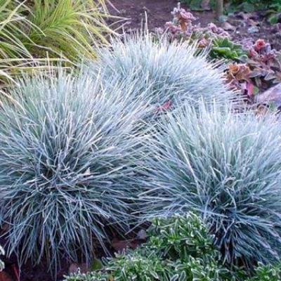 FESTUCA GL. ELIJAH BLUE