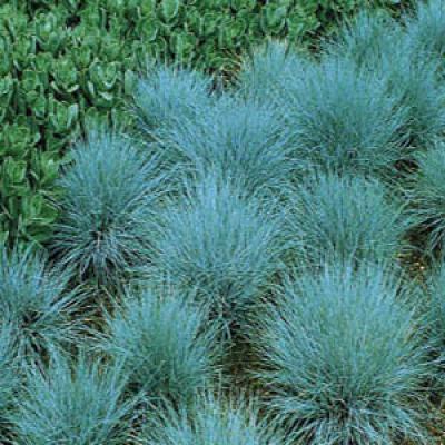 FESTUCA GLAUCA