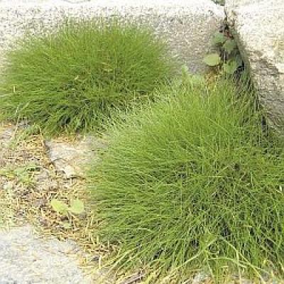 FESTUCA SCOPARIA