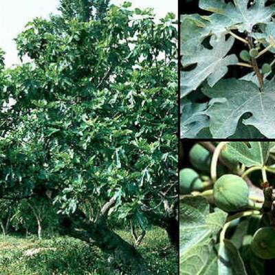 FICUS CARICA