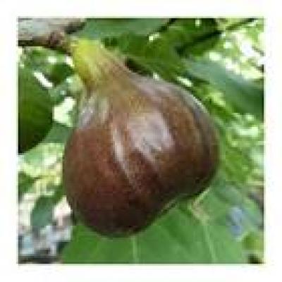 FICUS CARICA BORNHOLM S DIAMANT