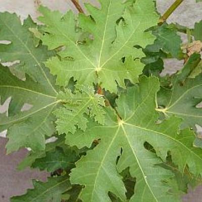 FICUS C. ICE CRYSTAL®