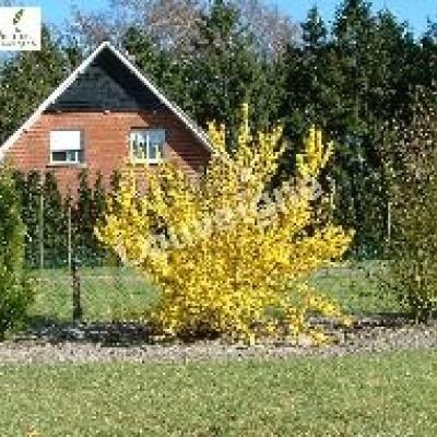 FORSYTHIA INT. LYNWOOD