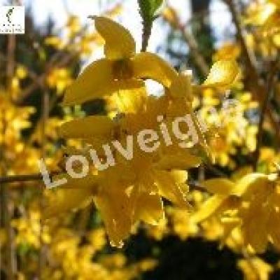 FORSYTHIA INT MINIGOLD