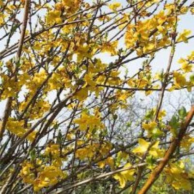 FORSYTHIA INT. SPECTABILIS