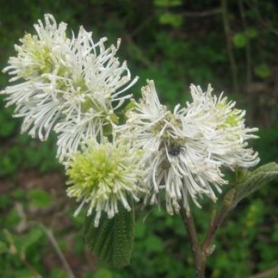 FOTHERGILLA MAJOR (MONTICOLA)