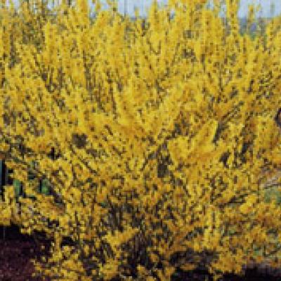 FORSYTHIA MELEE D'OR®